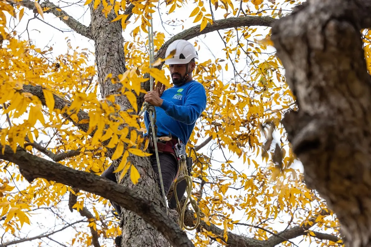 Skilled Storm Damage Cleanup crew working in Hoyt